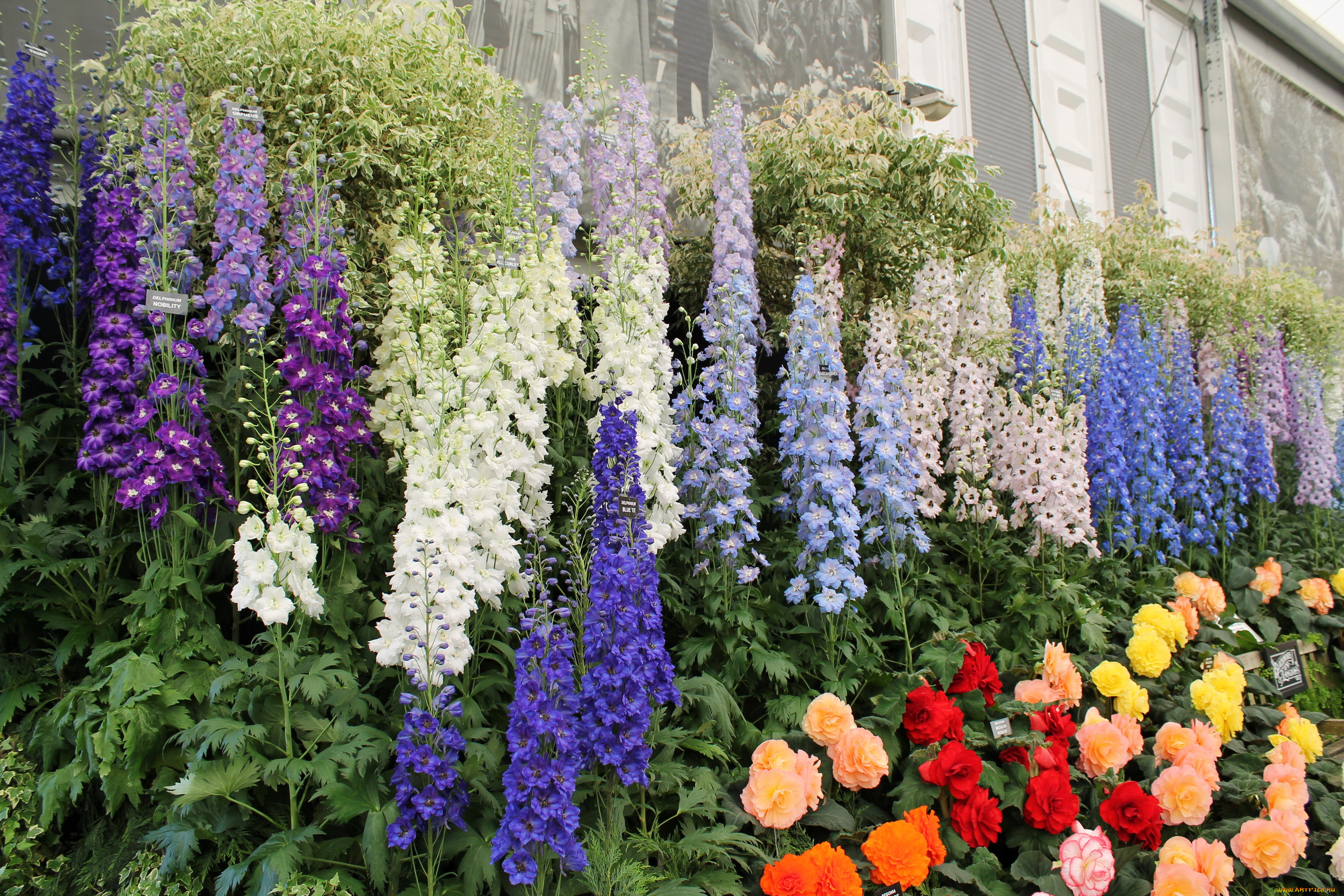 Многолетние годы. Дельфиниум. Дельфиниум цветок. Дельфиниум Delphinium. Дельфиниум куст.